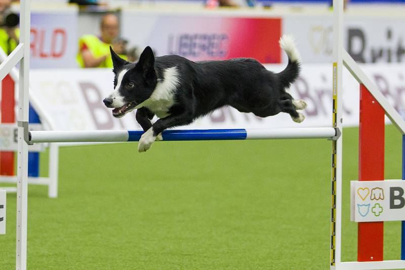 Mistrovství světa v agility začalo 5. října v Home Credit areně v Liberci, pokračovat bude až do neděle 8. října. Na snímku je disciplína jumping družstev s velkými psy.