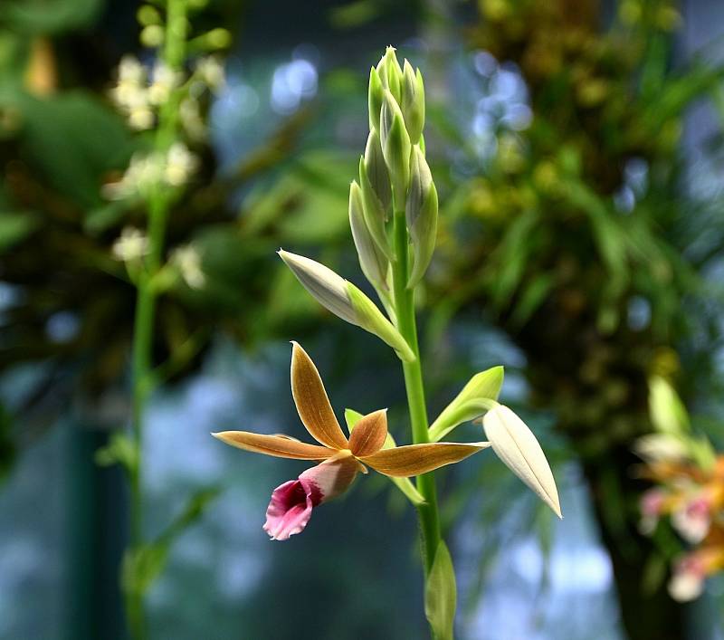 Botanická zahrada v Liberci.