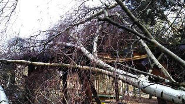 Poškozené stromy vichřicí Sabine odstraněny, parky zpřístupněny.