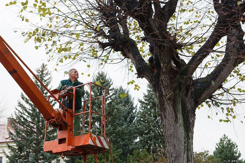 Kácení stromů před kostelem Navštívení Panny Marie v Hejnicích.