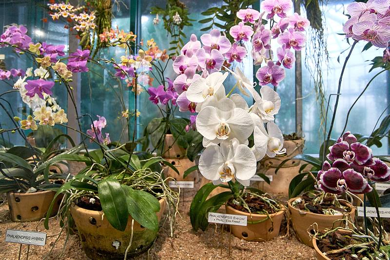 Orchideje v liberecké botanické zahradě.