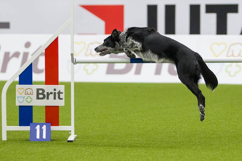 Mistrovství světa v agility začalo 5. října v Home Credit areně v Liberci, pokračovat bude až do neděle 8. října. Na snímku je disciplína jumping družstev s velkými psy.