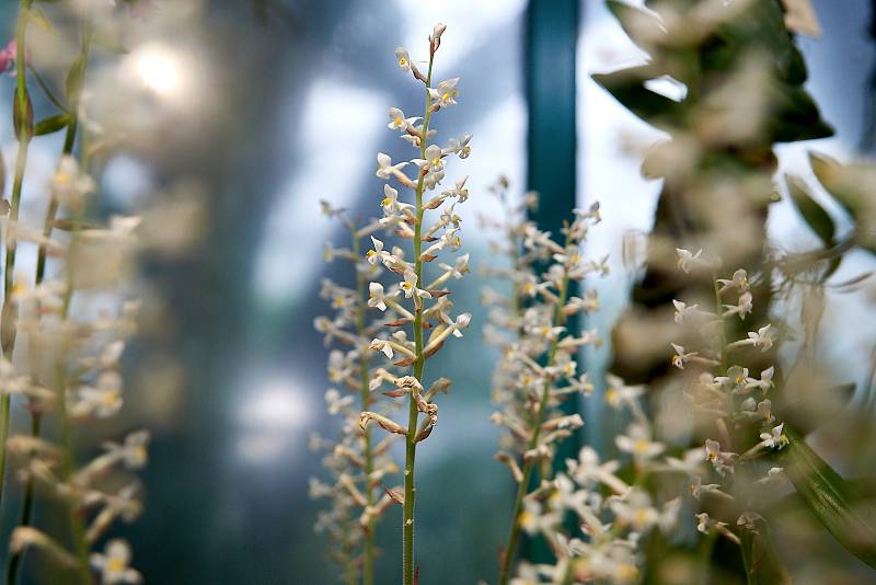 Orchideje v liberecké botanické zahradě.