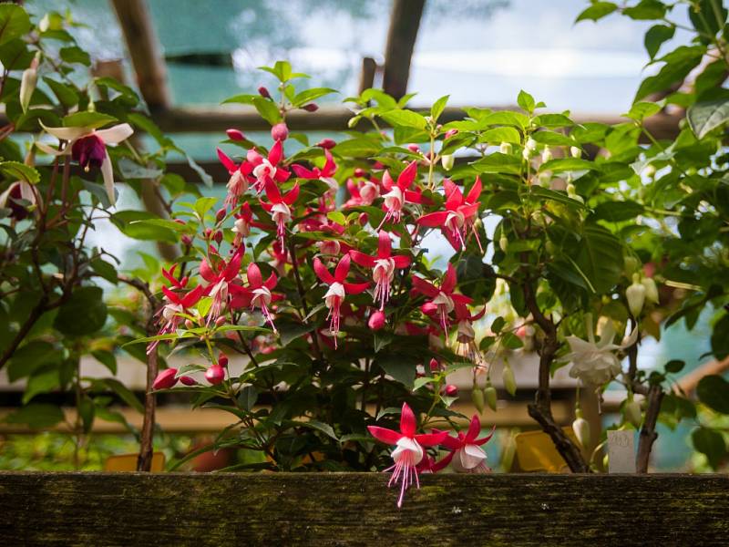 Největší výstava fuchsií (na snímku z 6. července) v České republice, na které je vystaveno 1200 kultivarů fuchsií, 400 pelargonií a 130 achimenes, se nachází v Liberci a je veřejnosti přístupná každý den kromě středy, a to až do 31. srpna.