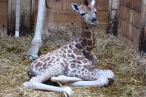 NOVÝ PŘÍRŮSTEK. Žirafa číslo šest se narodila ve čtvrtek navečer v liberecké zoologické zahradě.