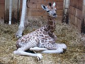 NOVÝ PŘÍRŮSTEK. Žirafa číslo šest se narodila ve čtvrtek navečer v liberecké zoologické zahradě.