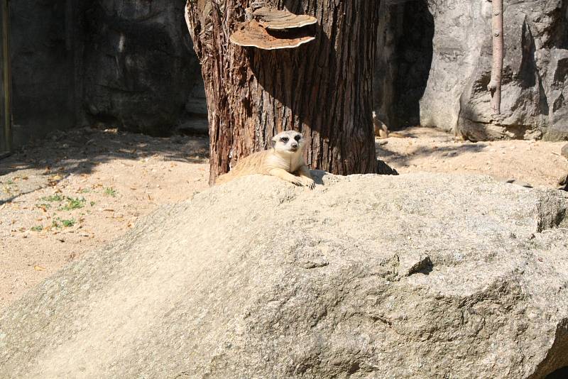 Mezinárodní den slonů v liberecké zoologické zahradě.