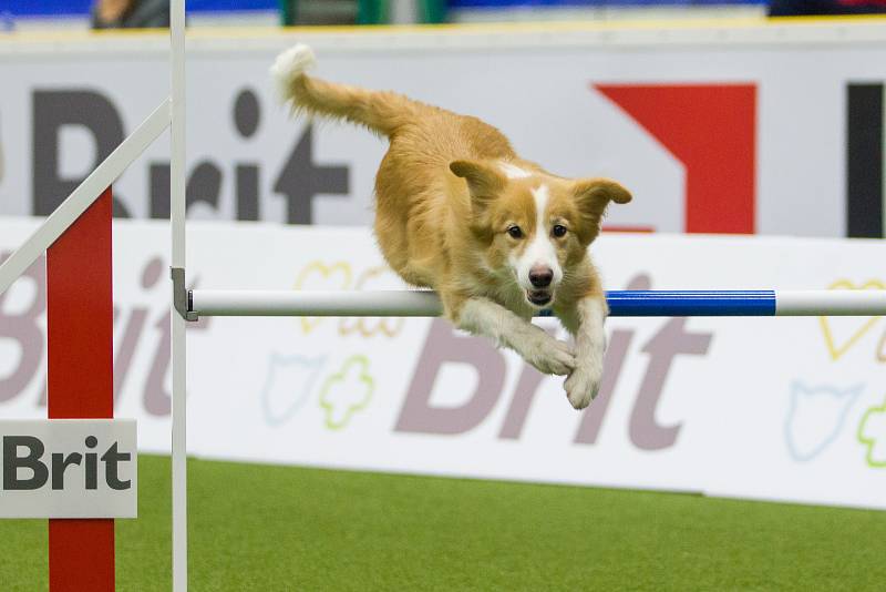 Mistrovství světa v agility začalo 5. října v Home Credit areně v Liberci, pokračovat bude až do neděle 8. října. Na snímku je disciplína jumping družstev s velkými psy.
