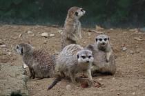 Mezinárodní den zvířat oslavila oslaví v liberecké Zoologické zahradě. 