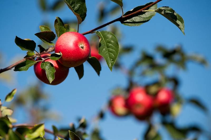 Pěstování jablek. Ilustrační foto.