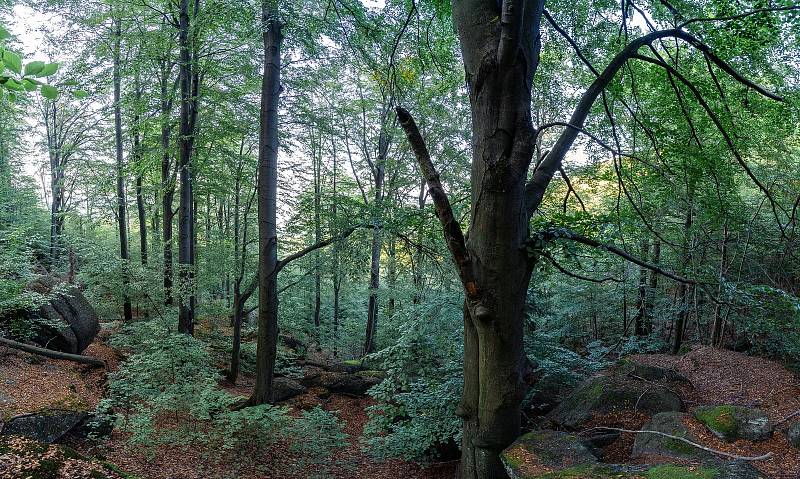 Jizerskohorské bučiny.