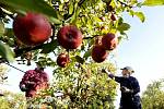 Jablka patří v Česku k nejoblíbenějším druhům ovoce, Češi jich snědí v průměru téměř 24 kg za rok. 