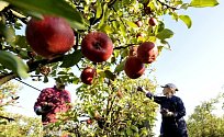 Se sklizní se na Liberecku a Turnovsku začne kolem 20. září. Jablka patří v Česku k nejoblíbenějším druhům ovoce, Češi jich snědí v průměru 23,7 kg za rok.