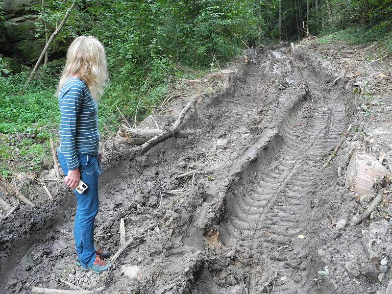 Za devastací části turisticky vyhledávané rezervace Plakánek u hradu Kost v jižní části CHKO Český ráj stojí těžba kůrovcového dřeva.