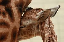 Samička právě narozené žirafy Rothschildovy má jméno Anastasia