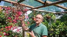 Největší výstava fuchsií v České republice, na které je vystaveno 1200 kultivarů fuchsií, 400 pelargonií a 130 achimenes, se nachází v Liberci a je veřejnosti přístupná každý den kromě středy, a to až do 31. srpna. Na snímku z 6. července je zahradník Jiř