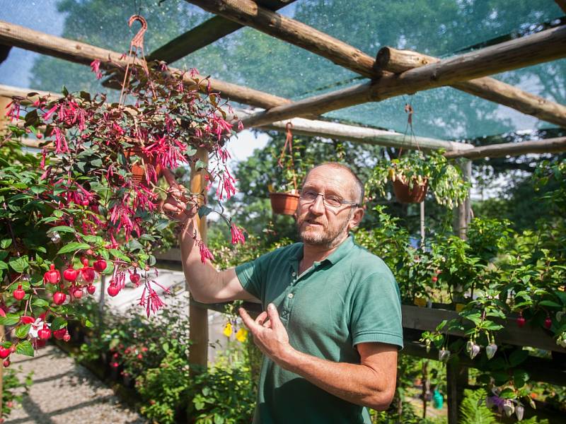 Největší výstava fuchsií v České republice, na které je vystaveno 1200 kultivarů fuchsií, 400 pelargonií a 130 achimenes, se nachází v Liberci a je veřejnosti přístupná každý den kromě středy, a to až do 31. srpna. Na snímku z 6. července je zahradník Jiř