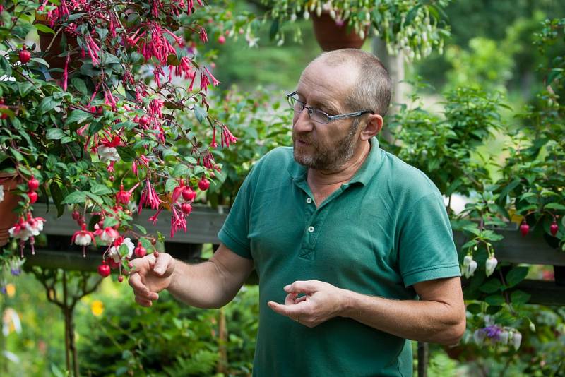 Největší výstava fuchsií v České republice, na které je vystaveno 1200 kultivarů fuchsií, 400 pelargonií a 130 achimenes, se nachází v Liberci a je veřejnosti přístupná každý den kromě středy, a to až do 31. srpna. Na snímku z 6. července je zahradník Jiř