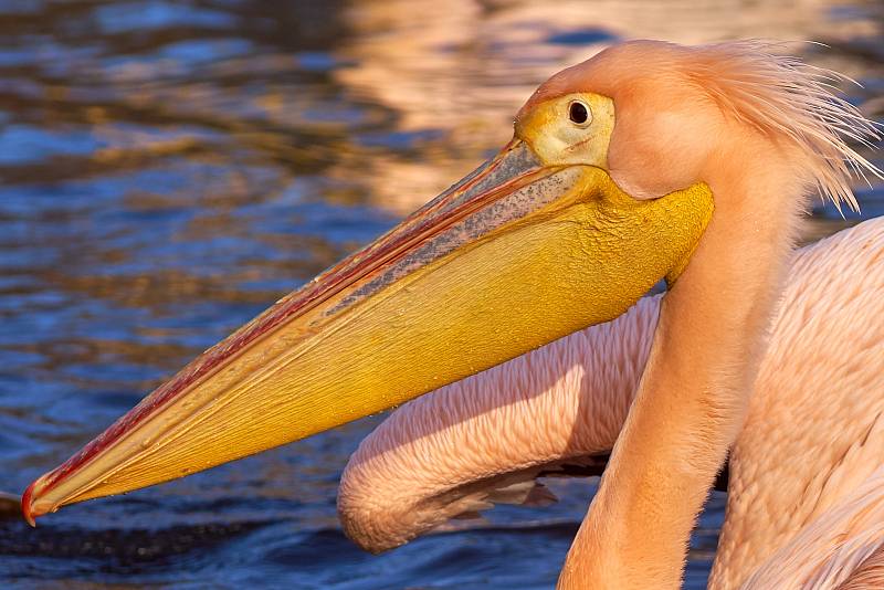 Odchyt pelikánů v liberecké zoo