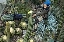 Kácení kaktusu v Liberci