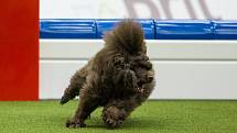 Poslední den Mistrovství světa v agility proběhl 8. října v Home Credit areně v Liberci. Na snímku je disciplína agility jednotlivců se středně velkými psy.