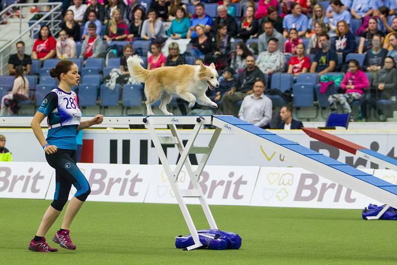 Poslední den Mistrovství světa v agility proběhl 8. října v Home Credit areně v Liberci. Na snímku je Cynthia Bossio se psem Melly při disciplíně agility jednotlivců se středně velkými psy.