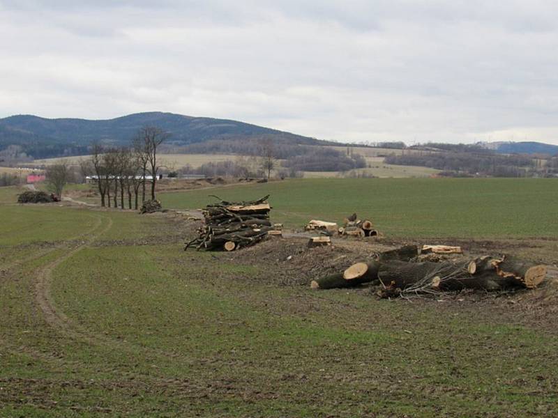 KRAJINU PO BITVĚ připomíná teď cesta mezi Raspenavou a Krásným Lesem. Dělníci už pokáceli přes 300 jasanů, které tvořily tzv. Kočárovou alej.