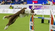 Mistrovství světa v agility začalo 5. října v Home Credit areně v Liberci, pokračovat bude až do neděle 8. října. Na snímku je disciplína jumping družstev s velkými psy.