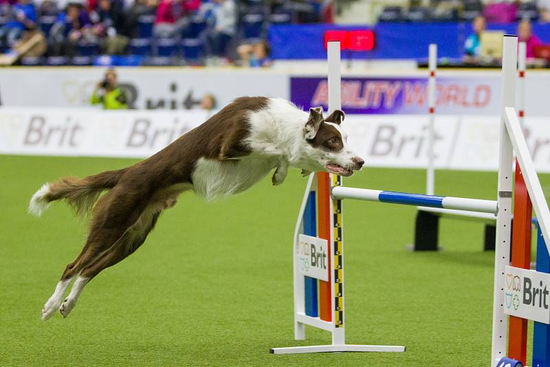 Mistrovství světa v agility začalo 5. října v Home Credit areně v Liberci, pokračovat bude až do neděle 8. října. Na snímku je disciplína jumping družstev s velkými psy.