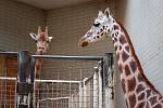 Safari Park Dvůr Králové dočasně opustila takřka devítiletá samice žirafy Rothschildovy Obioma. Zamířila do Zoo Liberec, kde sehraje významnou roli ve stabilizaci nečekané situace.