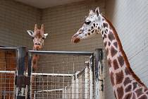 Safari Park Dvůr Králové dočasně opustila takřka devítiletá samice žirafy Rothschildovy Obioma. Zamířila do Zoo Liberec, kde sehraje významnou roli ve stabilizaci nečekané situace