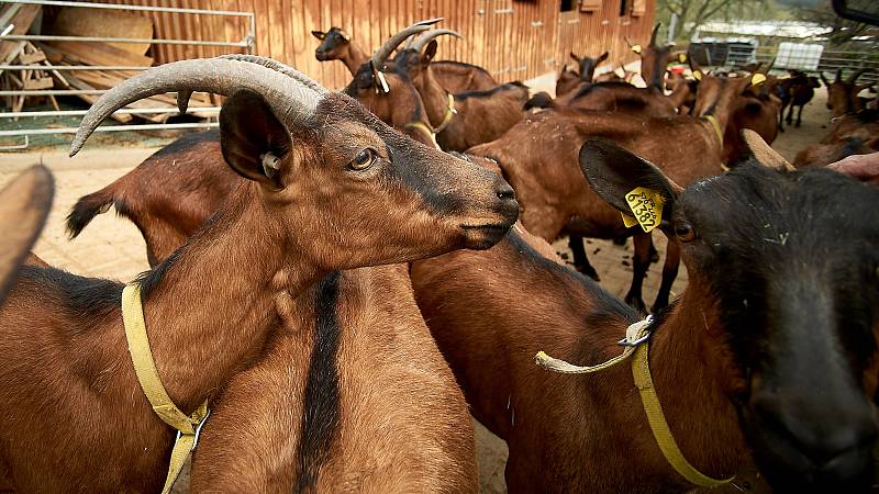 Na dni otevřených dveří Farmy pod Ještědem si mohli příchozí vybrat z mléčných výrobků i pohladit kozy.