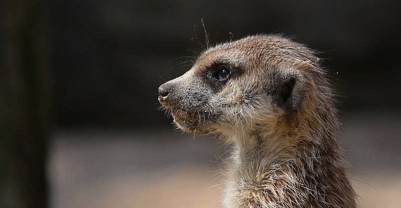 Zoologická zahrada v Liberci strádá, téměř tři čtvrtě roku sem nevkročil kvůli koronaviru žádný návštěvník.