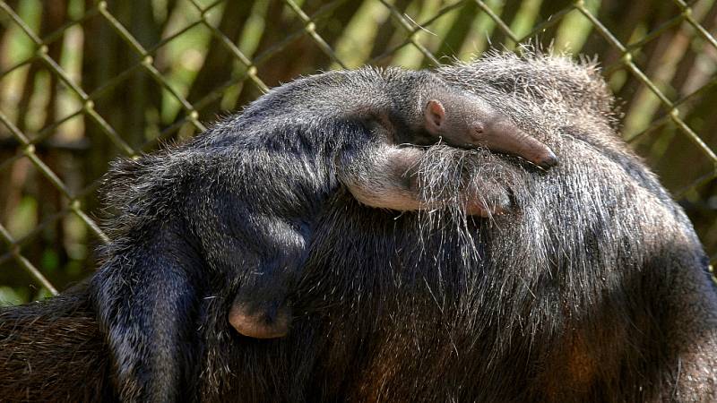 Zoo se sice vyprázdnila, ale péče o zvířata nepočká.