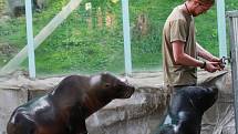 Lachtani v liberecké zoologické zahradě dvakrát denně vystupují i pro veřejnost. Jejich hlavním ošetřovatelem a chovatelem je Petr Honc.