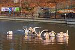 Odchyt pelikánů v liberecké zoo