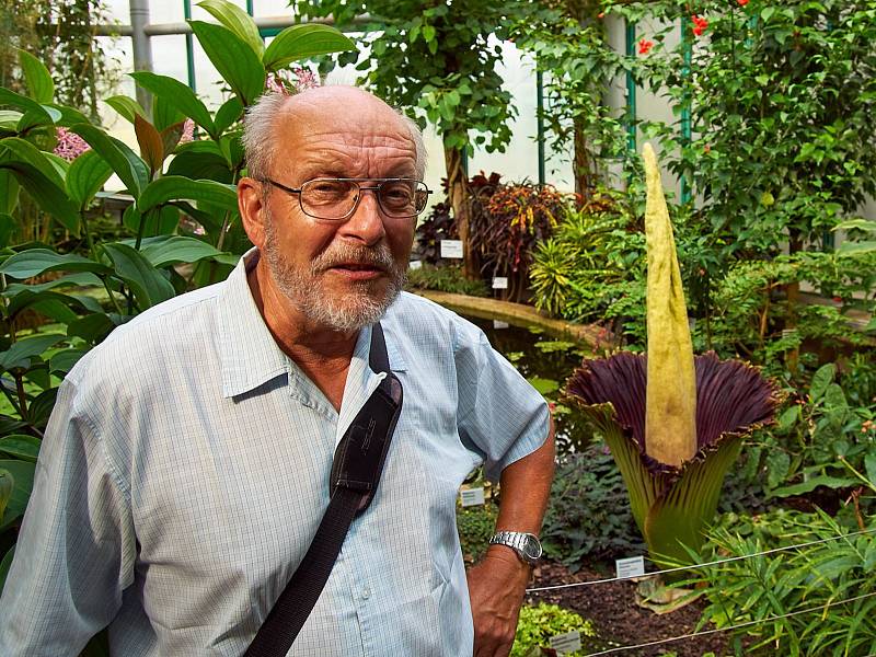 Opět po třech letech vykvetl dnes vzácný zmijovec titánský.