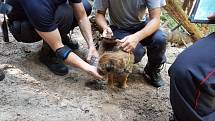 Border teriér Bart žije. Po 16 dnech se mu podařilo dostat z nory.