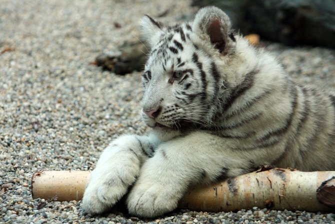 Mláďata bílých tygrů se mají čile k světu.