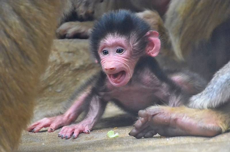 Mláďata paviánů v liberecké zoo.