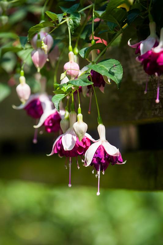 Největší výstava fuchsií (na snímku z 6. července) v České republice, na které je vystaveno 1200 kultivarů fuchsií, 400 pelargonií a 130 achimenes, se nachází v Liberci a je veřejnosti přístupná každý den kromě středy, a to až do 31. srpna.