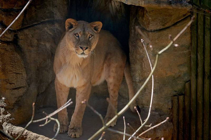 Zoo se sice vyprázdnila, ale péče o zvířata nepočká.