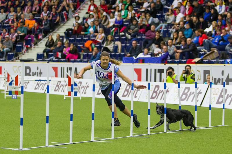 Mistrovství světa v agility začalo 5. října v Home Credit areně v Liberci, pokračovat bude až do neděle 8. října. Na snímku je disciplína jumping družstev s velkými psy.