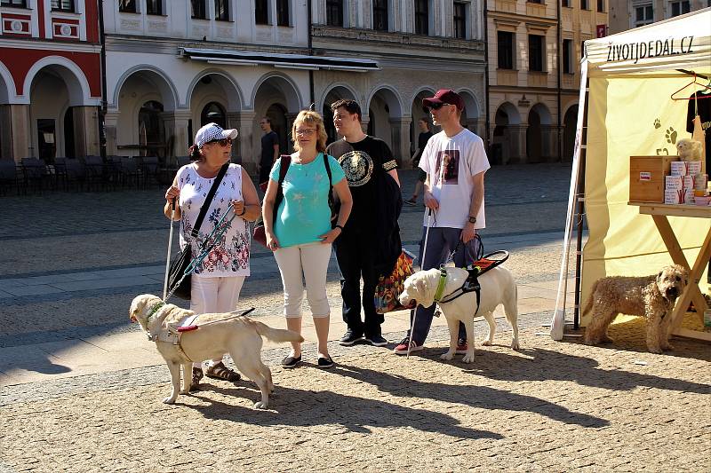 Mistrovství ČR vodicích psů – Memoriál Simony Karlovcové v Liberci