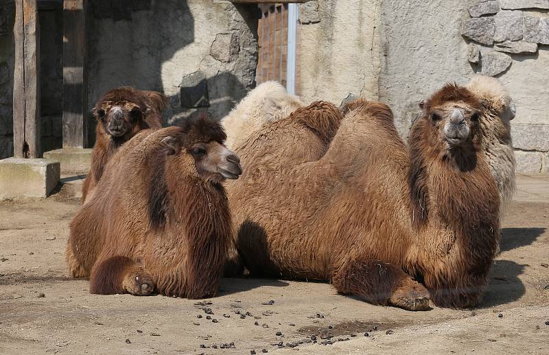 Zoologická zahrada v Liberci strádá, téměř tři čtvrtě roku sem nevkročil kvůli koronaviru žádný návštěvník.