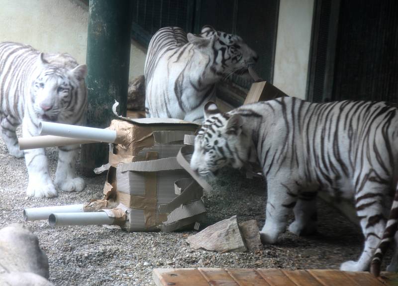 ENRICHMENT napodobuje přirozené aktivity zvířat ve volné přírodě. V liberecké zoo tygřata lovila navoněné návnady.