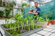 Zahradník Lukáš Koprnický zalévá na snímku z 7. června klíčící semena zmijovce titánského. V dubnu sklidili pracovníci v liberecké botanické zahradě přes 500 semen této vzácné rostliny, která je typická silným zápachem připomínajícím hnijící maso.