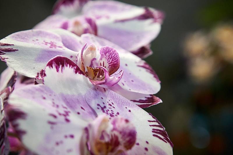 Orchideje v liberecké botanické zahradě.