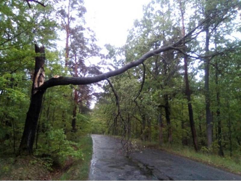 Zlomený strom nad komunikací mezi Kozly a Babylonem.