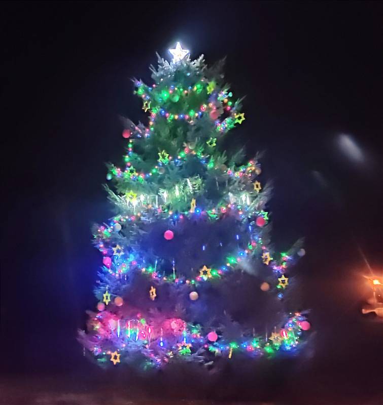 Vánoční strom v Dolní Řasnici